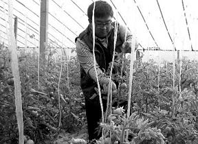 高考狀元北京辭職回家種菜 成就財富神話