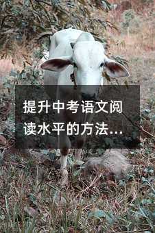 提升中考語文閱讀水平的方法與技巧