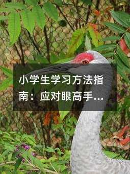 小學(xué)生學(xué)習(xí)方法指南:應(yīng)對眼高手低的學(xué)習(xí)模式