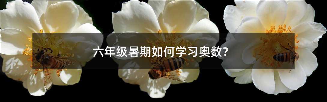 六年級暑期如何學習奧數?