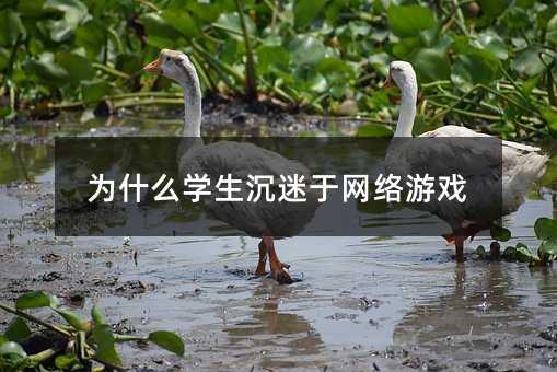 ʲôW(xu)ھW(wng)j(lu)Α
