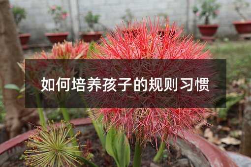 如何培養孩子的規則習慣
