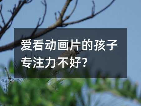 愛看動畫片的孩子專注力不好?