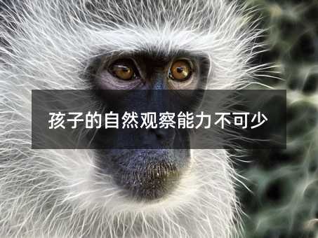 孩子的自然觀察能力不可少