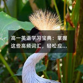 高一英語學習寶典:掌握這些高頻詞匯,輕松應對日常表達與考試