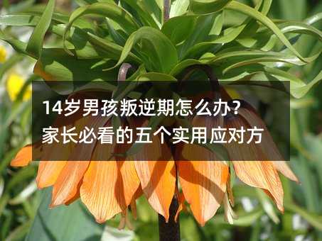 14歲男孩叛逆期怎么辦?家長必看的五個實(shí)用應(yīng)對方法