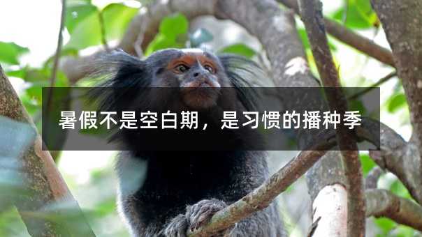 暑假不是空白期,是習慣的播種季