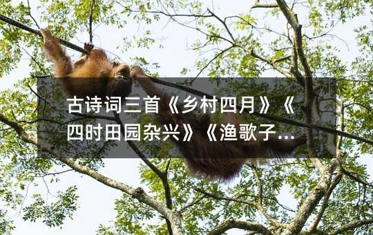 古詩詞三首《鄉村四月》《四時田園雜興》《漁歌子》篇