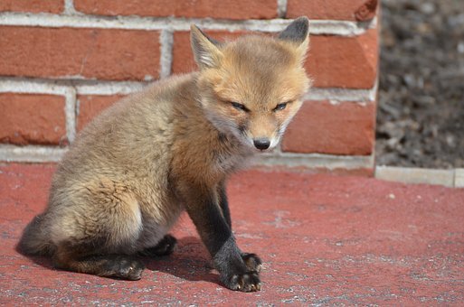 飲茶賞花則是文人雅士的活動,通過品茗賞花...