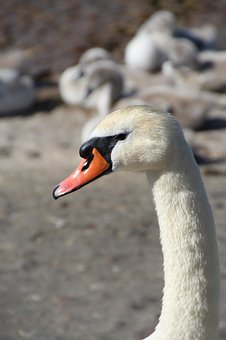 ڶ݆MʽͻƣӖ