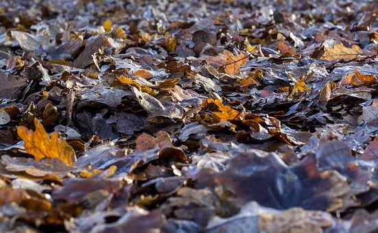 - 贈送;分發:She gave away all her old...