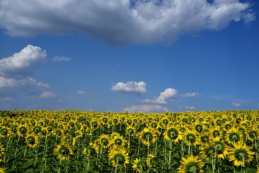 Ӹһô_(do)