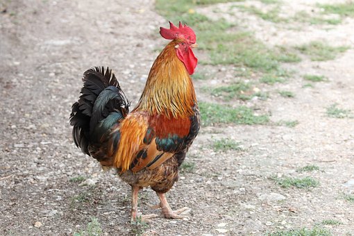 高考語文古詩詞鑒賞總結