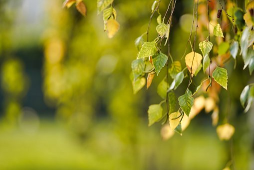 命題研究專家解讀北京2010高考?xì)v史