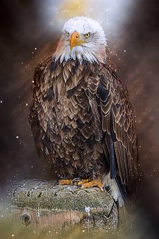 ӽ]{(dio)c