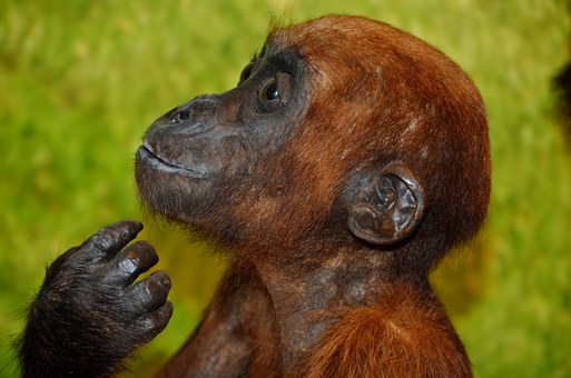 英語口語的學(xué)習(xí)