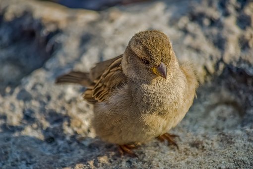 高考語文第二輪復習建議:考生要理清考試內容