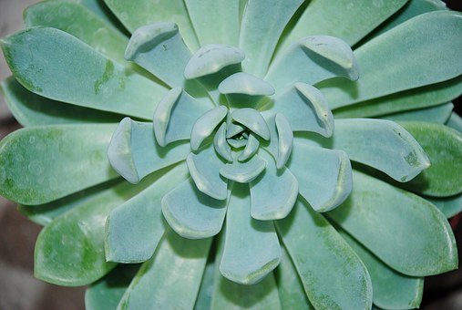 2011年高考復(fù)習(xí)指導(dǎo)方略—生物