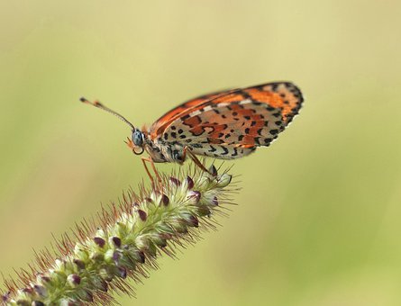 我的家教經歷與成果