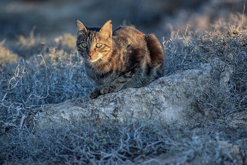 �@��Ӗ��������