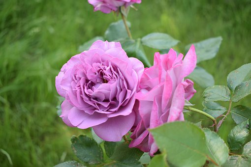 委員建議:放開高校藝術新專業設置限度