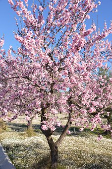 ��Q���ЌW�����y����Ч����