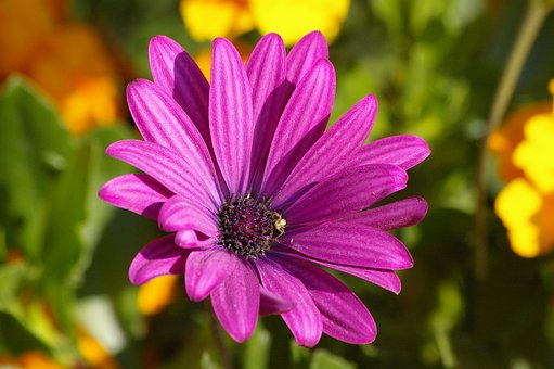 �P�cӢ�Z������ �����o�����Ĵ�ԭ��