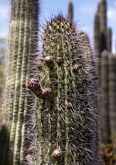 ���Α�?q��)����ӵ�ȫ��λӰ�?></center>
             
 		            
			   <h2>�J(r��n)֪�l(f��)չ</h2><p>���Α�?q��)����ӵ��J(r��n)֪�l(f��)չ���зe�O��Ӱ푡�ͨ�^(gu��)�Α򣬺��ӿ���呟�ע�������^������˼�S���������磬���i�Α���Լ��l(f��)���ӵ�߉݋˼�S�����B(y��ng)������Q��(w��n)�}������������ɫ�����Α���Ԏ������Ӱl(f��)չ��(chu��ng)��������������׌�������ݲ�ͬ��ɫ����(j��ng)�v���N�鹝(ji��)�����ЌW(xu��)��(x��)����������Ķ����ԡ�</p><p>���⣬һЩ�����(l��i)�Α�߀���Ԏ������ӌW(xu��)��(x��)�µ�֪�R(sh��)�����磬��Щ�Α��Ԛvʷ���ƌW(xu��)������Ȟ����}��ͨ�^(gu��)����(d��ng)�ķ�ʽ׌���ӌW(xu��)��(x��)���P(gu��n)��֪�R(sh��)�c(di��n)���@�N�W(xu��)��(x��)��ʽ����Ȥζ�Ժͅ��c�ԣ����Լ��l(f��)���ӵČW(xu��)��(x��)�dȤ����������ČW(xu��)��(x��)Ч����</p><h2>���X�l(f��)��</h2><p>���Α�?q��)����ӵĴ��X�l(f��)��Ҳ�зe�O��Ӱ푡�����(j��)�о����̼����X��(hu��)�a(ch��n)���µ���(j��ng)�B�ӣ������M(j��n)��(j��ng)Ԫ֮�g�Ĝ�ͨ���Α��е�����(zh��n)�ͽ�Q��(w��n)�}���^(gu��)�̿��Լ��l(f��)���ӵ�˼�S���S�����M(j��n)���X�İl(f��)չ��</p><p>���磬�������Α���Ԏ����������B(y��ng)߉݋˼�S�͆�(w��n)�}��Q���������Α��У�������Ҫ�挦(du��)���N�y�}���ҵ���Q�������@�ӵ�����(zh��n)���Դ̼������Ĵ��X�l(f��)չ�����⣬һЩ��Ҫ���ٷ���(y��ng)���`��˼�S���Α�������C(j��)������(l��)�Α򣬿��Ԏ���������߷���(y��ng)�����ͅf(xi��)�{(di��o)�ԣ����M(j��n)���X�����ϺͰl(f��)չ��</p><h2>���(hu��)�԰l(f��)չ</h2><p>��һЩ�H���(hu��)��(n��i)�ݞ������Α��У������܉�@�ó��^�츸ĸ��ͬ���О�֮�����һ�W(xu��)��(x��)�C(j��)��(hu��)�����磬�ں����Α��У�������Ҫ�c������Һ�����(l��i)��Q��(w��n)�}���_(d��)����ͬĿ��(bi��o)���@�ӵĻ���(d��ng)���Ԏ������Ӱl(f��)չ�F(tu��n)�(du��)�������񡢃A (t��ng)�͜�ͨ���ɡ�</p><p>���⣬һЩ�ھ��Α��ṩ���罻ƽ�_(t��i)��׌�����܉��c������ҽ����ͻ���(d��ng)��ͨ�^(gu��)�c��ͬ�������Ļ����˽��������ӿ��ԌW(xu��)��(x��)�������ˡ���������Ժ����B(y��ng)�罻���ɡ�Ȼ�������L(zh��ng)��Ҫ�O(ji��n)����ָ��(d��o)�������Α��е��罻�О飬�_����������Ҏ(gu��)�t���������˺ͱ��o(h��)�Լ��İ�ȫ��</p><h2>��w�l(f��)չ</h2><p>���Α�?q��)����ӵ���w�l(f��)չҲ�зe�O��Ӱ푡��������Α��п����w�(y��n)�����N��к���w�����W(xu��)��(hu��)�����ͱ��_(d��)�Լ�����w��</p><p>���磬һЩð�U(xi��n)�(l��i)�Α���ܕ�(hu��)׌���Ӹ��ܵ��o�����d�^�Ϳֵ֑���w���@�ӵ�����w�(y��n)���Ԏ��������J(r��n)�R(sh��)�������Լ�����w�����W(xu��)��(hu��)��(y��ng)��(du��)�Ϳ�����������һЩ���e�(l��i)�Α�������(l��)�Α���B(y��ng)���(l��i)�Α�t����׌���Ӹ��ܵ��䐂�ͷ��ɣ����������{(di��o)��(ji��)��w��ጷŉ�����</p><h2>���_����(d��o)�������Α�</h2><h3>�m��(d��ng)?sh��)ĕr(sh��)�g�ͪ�(ji��ng)��(l��)</h3><p>���L(zh��ng)��(y��ng)ԓ�̌�(d��o)�������Α�ĕr(sh��)�gҪ�m��(d��ng)�������^(gu��)�ȳ��ԡ��_�����������ĕr(sh��)�g�M(j��n)�ЌW(xu��)��(x��)���w��呟��������罻���(d��ng)���������L(zh��ng)�r(sh��)�g�س������Α��С�</p><p>���⣬���L(zh��ng)�����m��(d��ng)?sh��)ؽo�躢�����Α�Ī�(ji��ng)��(l��)���Լ���(l��)���������ذ��ŕr(sh��)�g�����磬�O(sh��)��һ��(g��)�޶��r(sh��)�g�������Z�ں�����������΄�(w��)�󣬿����~��@��һ�����Α�r(sh��)�g��ͨ�^(gu��)��(ji��ng)��(l��)�C(j��)�ƣ����L(zh��ng)���Ԏ����������B(y��ng)���������ŕr(sh��)�g���΄�(w��)�ĺ���(x��)�T��</p><h3>�x���m�ϵ��Α���ƶ�Ҏ(gu��)�t</h3><p>���L(zh��ng)��(y��ng)ԓ�ͺ���һ���x���m���������L(zh��ng)���Α�ͬ�r(sh��)���c����һ���ƶ��Α��Ҏ(gu��)�t���_���Α��(n��i)�ݷ��ϼ�ͥ�r(ji��)ֵ�^�������܉򼤰l(f��)���ӵİl(f��)չ���ƶ�Ҏ(gu��)�t�r(sh��)�����L(zh��ng)�����c����ӑՓ�Α��еĵ��º͂��톖(w��n)�}���������������Α�?q��)�����?hu��)�͂�(g��)�˵�Ӱ푡�</p><h3>ȫ������Ҏ(gu��)�t</h3><p>�ڼ�ͥ�У�ȫ�w�ɆT��(y��ng)ԓ�����Α��Ҏ(gu��)�t�����L(zh��ng)�����c����һ���ƶ��Α��Ҏ(gu��)�t�����������t���_���Լ�Ҳ����Ҏ(gu��)�t���@�ӵ����������������B(y��ng)���ӵ�؟(z��)�θк�����Ҏ(gu��)�t�����R(sh��)��</p><p>�C�����������Α�?q��)����ӵ�Ӱ���ȫ��λ�ġ������Դ��M(j��n)�J(r��n)֪�l(f��)չ�����X�l(f��)�������(hu��)�Ժ���w�İl(f��)չ��Ȼ�������L(zh��ng)��(y��ng)ԓ���_����(d��o)�������Α򣬴_�����Ӻ������ŕr(sh��)�g���x���m�ϵ��Α򣬲������Α��Ҏ(gu��)�t��ͨ�^(gu��)���_����(d��o)�����ӿ��ԫ@���Α򎧁�(l��i)����̎�������Α������܌W(xu��)��(x��)�ͳ��L(zh��ng)�Ę�(l��)Ȥ��</p>				            
      	    <p>
            			  </p>
			
 <div   id=