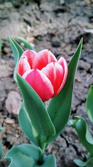 ���ҽ��h�����L���������]��Ҫ�����⻯