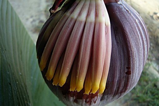 2012年知名高校自主招生拼“個性計劃”