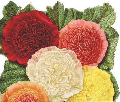 關(guān)于李雙江之子被刑拘 來看名人家教