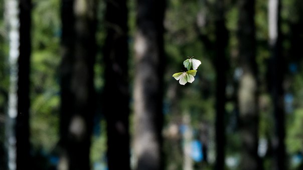 2012���п�Ӣ�Z���}����