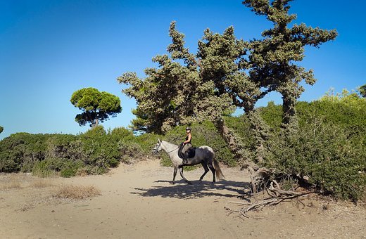 教育部:高考加分項目半年內瘦身