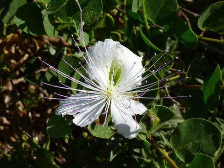 傳承中華民族傳統文化