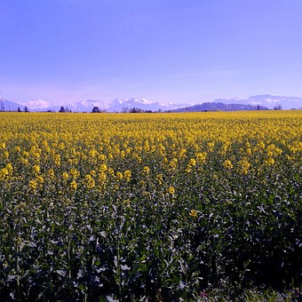 ���ڌ���ļ��L��Ҫ���]�����������c���������޻��Sδ���ǉ���