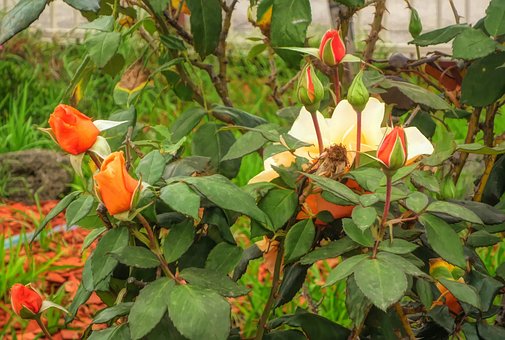 學習秘籍:學習方法好,成績沒煩惱