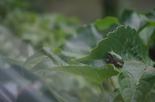 專家提醒:幼兒學英語家長莫心急