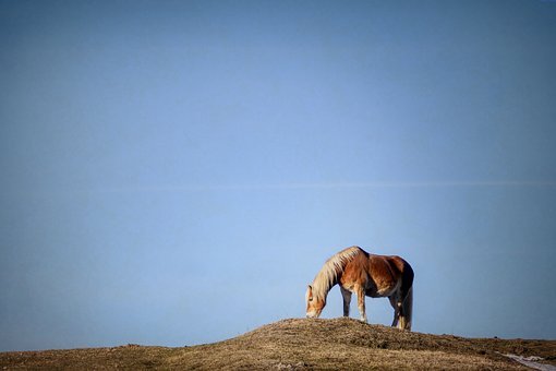 北京海淀區(qū)2011-2012學年度初三化學上冊期末試題及答案