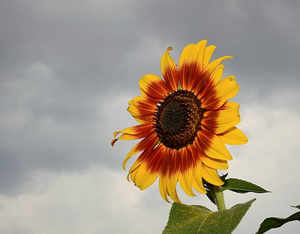 名師指點:英語四六級考試寫作評分點分析及高分技巧