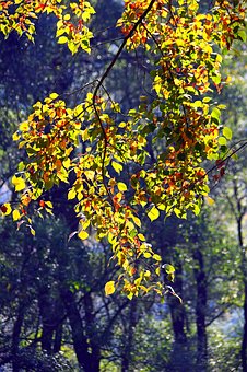 書(shū)法與孩子想象力的培養(yǎng)