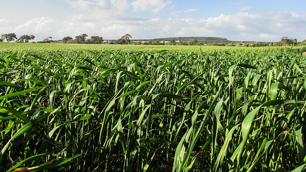 預估湖北高考分數線 理科560分文科535分