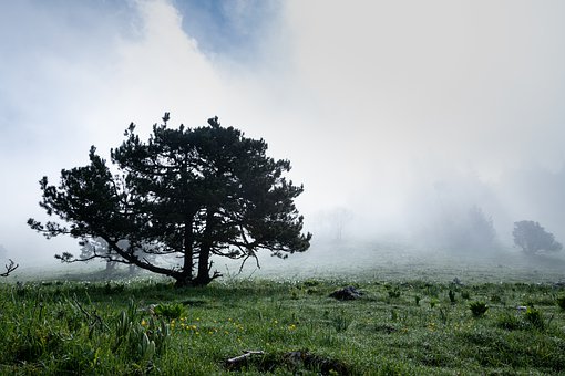 《紫藤蘿瀑布》教案示例