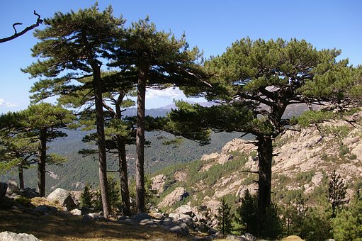 北大2011年全國推行中學校長推薦 11月起可申請