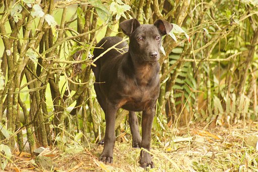 2009年湖北省高考滿分作文之《站在老家的門口》