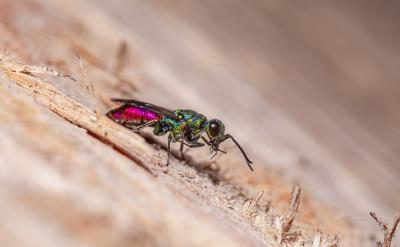 [g]   @оҪİl(f)...