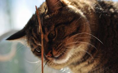 【說明】a.氯水通常密封保存于棕色試劑瓶中...