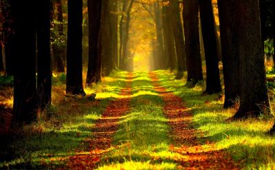 篇5:選擇題答題策略