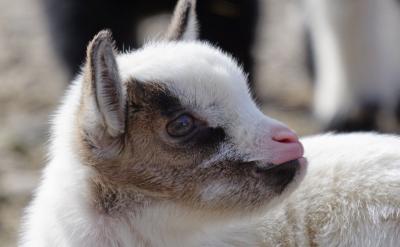 回答文綜大題時,可以貫徹“多寫、多分點、...