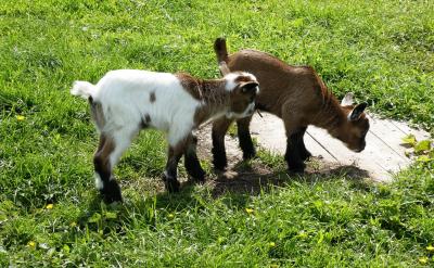 要得高分甚至滿分不僅需要理解細節,更要站...