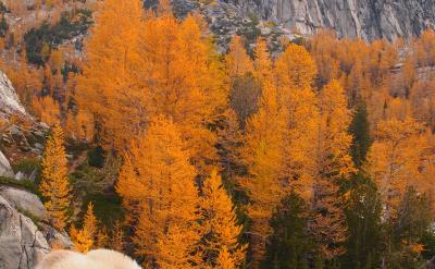 2、觀看紀錄片《圓明園》